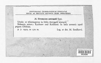 Uromyces pisi-sativi image